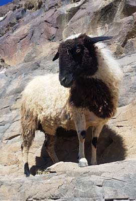 20180929_Shigatse (466)