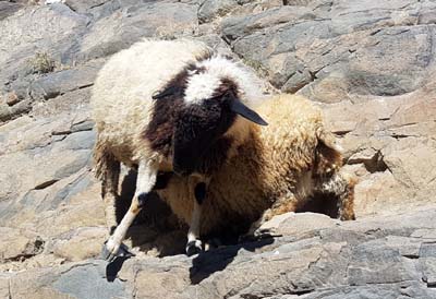 20180929_Shigatse (467)
