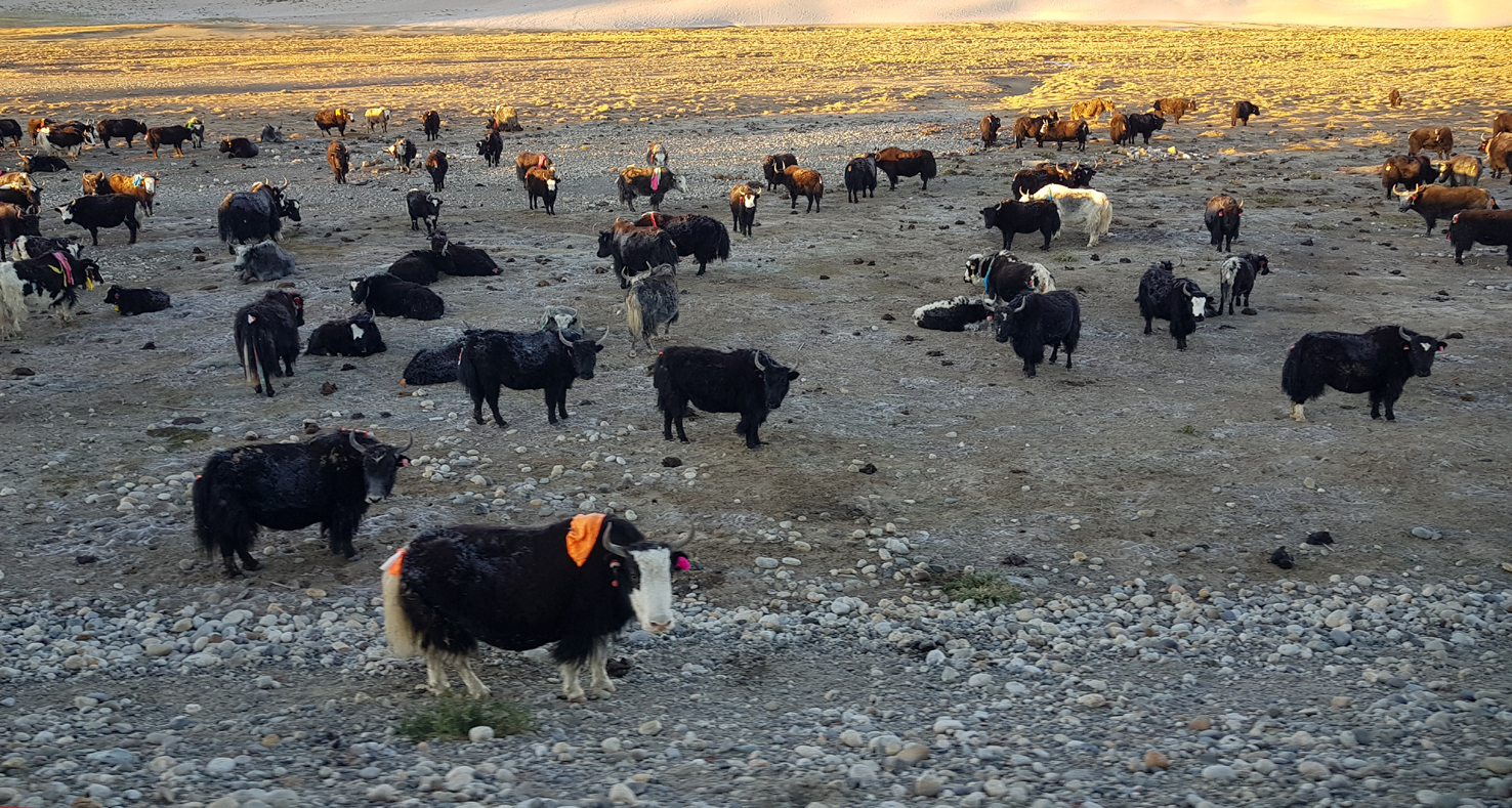 20181002_Grenze-Nepal (291)