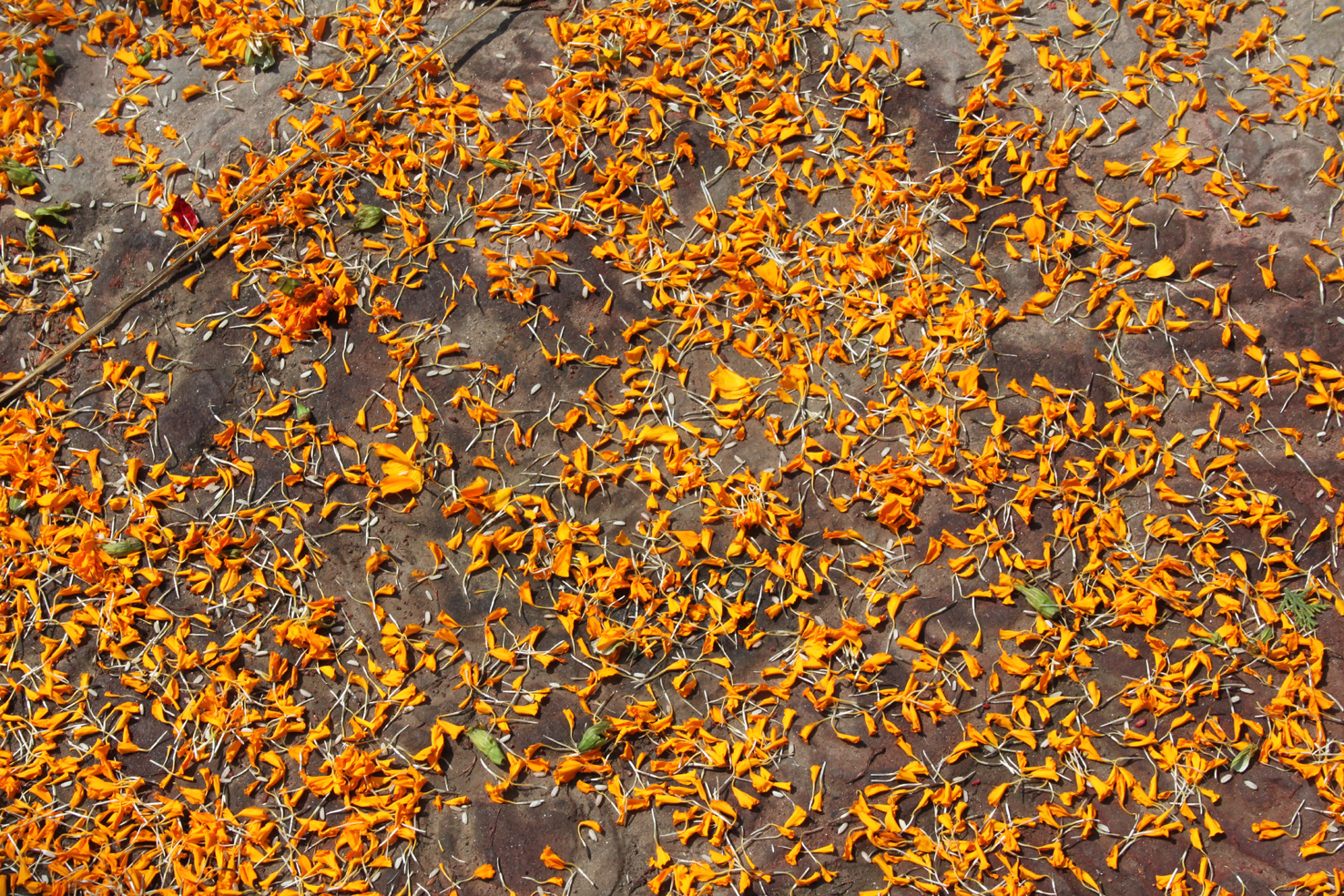 20181005_Last-day-Kathmandu (294)