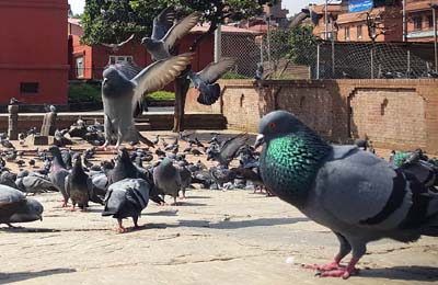 20181005_Last-day-Kathmandu (295)