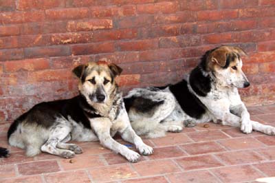 20181005_Last-day-Kathmandu (318)