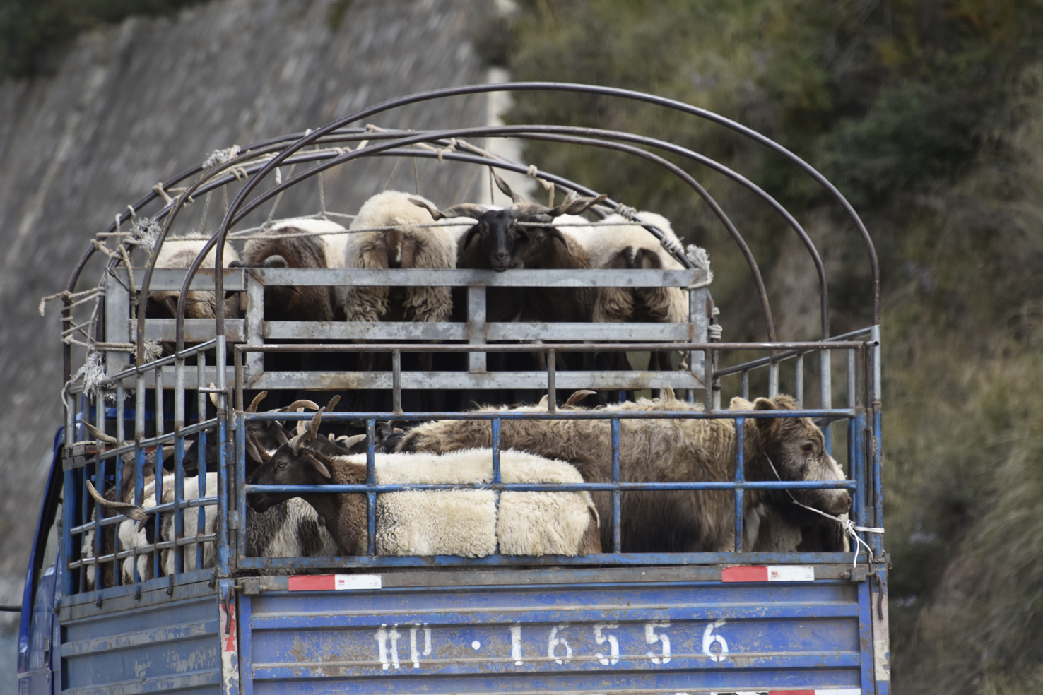 20180920_Kloster-Labrang (415)