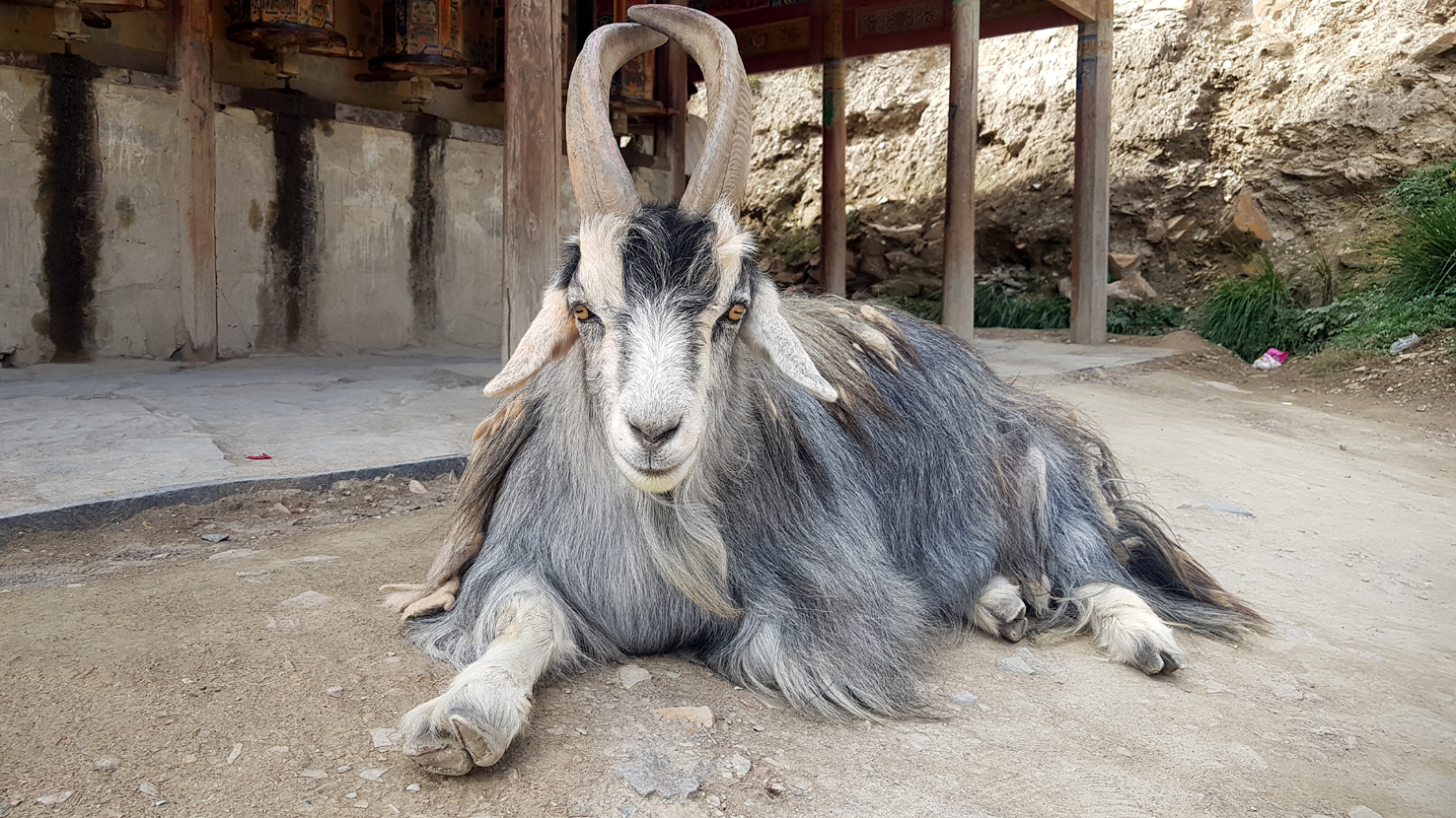 20180920_Kloster-Labrang (494)