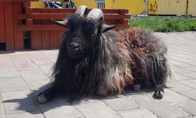 20180920_Kloster-Labrang (463)