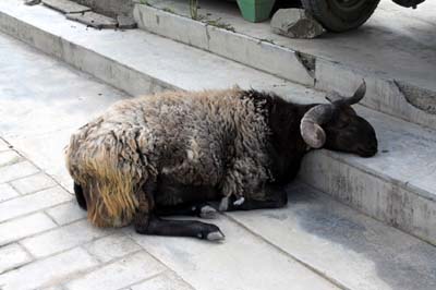 20180920_Kloster-Labrang (477)