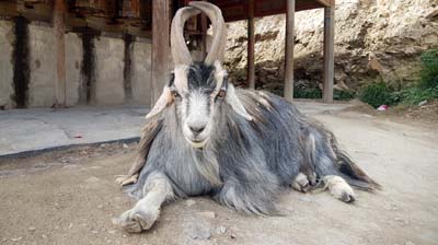 20180920_Kloster-Labrang (494)