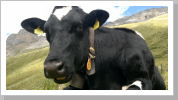 Klicken Sie auf das Bild, um es zu vergrößern