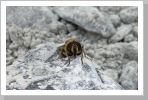 Klicken Sie auf das Bild, um es zu vergrößern