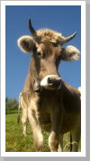 Klicken Sie auf das Bild, um es zu vergrößern