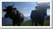 Klicken Sie auf das Bild, um es zu vergrößern