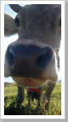 Klicken Sie auf das Bild, um es zu vergrößern
