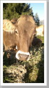 Klicken Sie auf das Bild, um es zu vergrößern