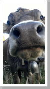Klicken Sie auf das Bild, um es zu vergrößern